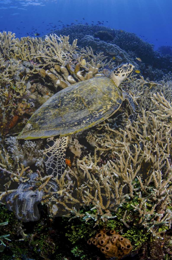 Indonesia, Komodo NP Turtle swims over coral